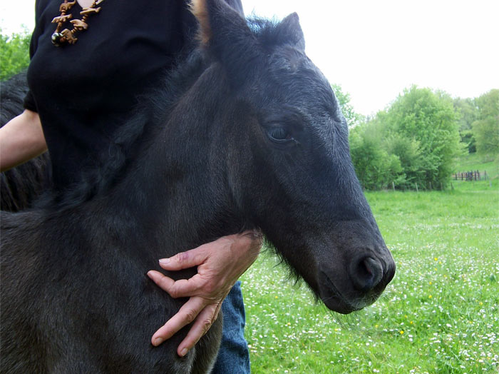 Cheval de Merens