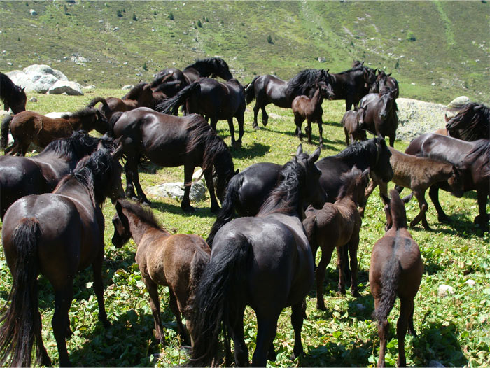 Cheval de Merens