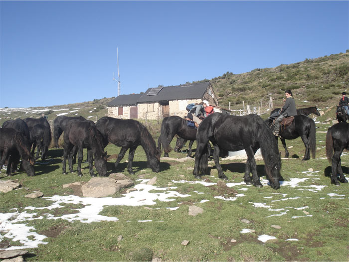 Cheval de Merens