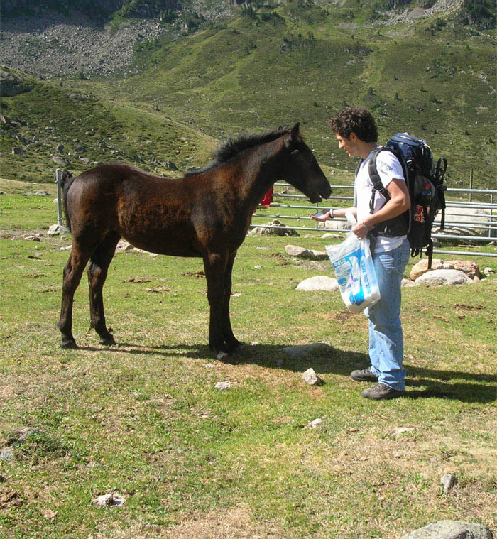 Cheval de Merens