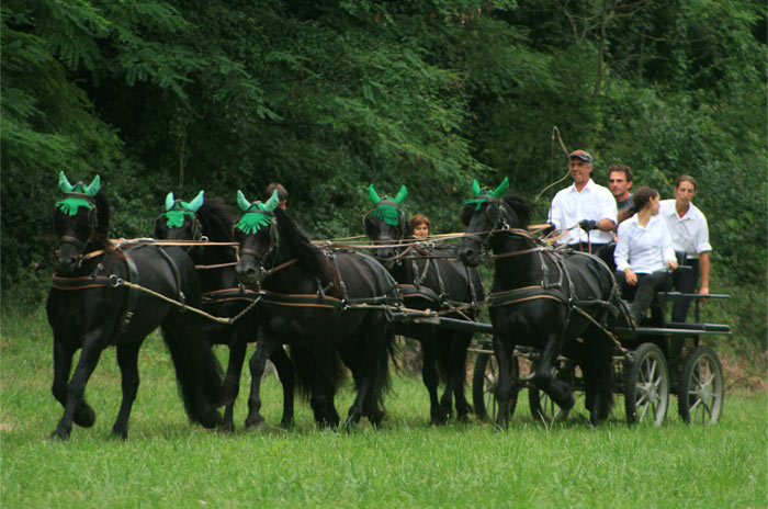 Cheval de Merens