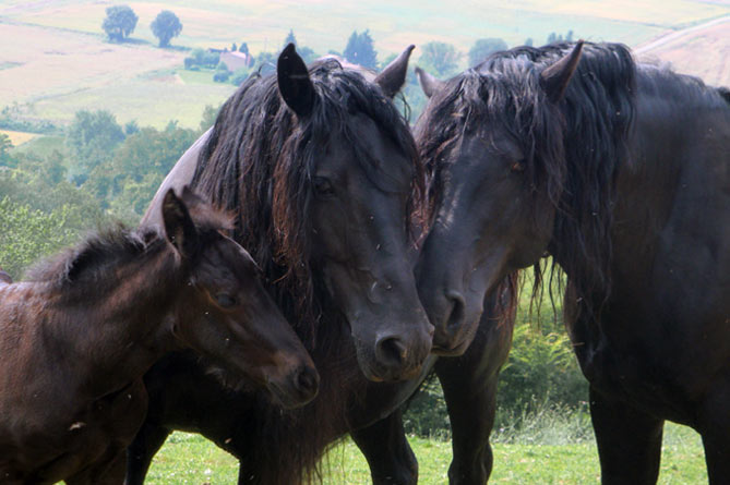 Cheval de Merens