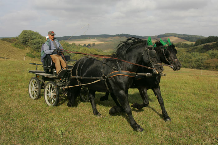 Cheval de Merens