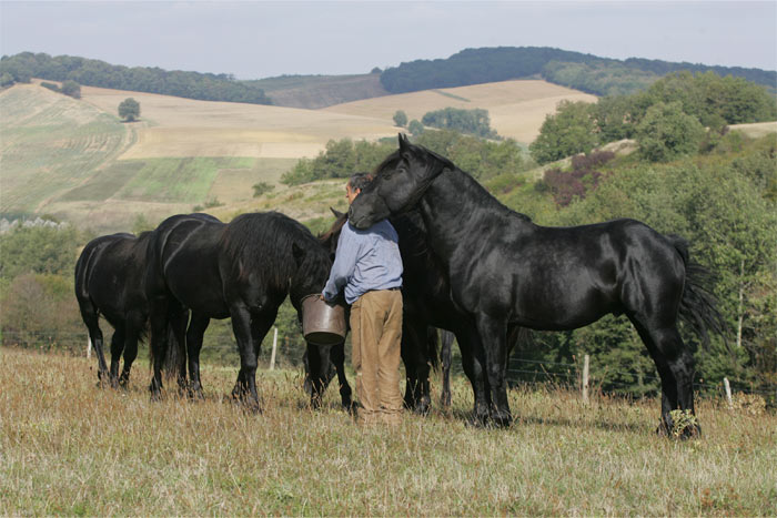 Cheval de Merens