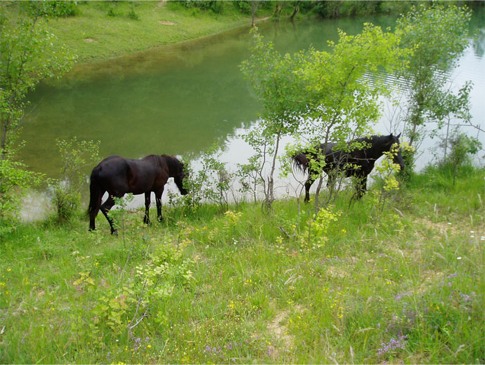 Cheval de Merens