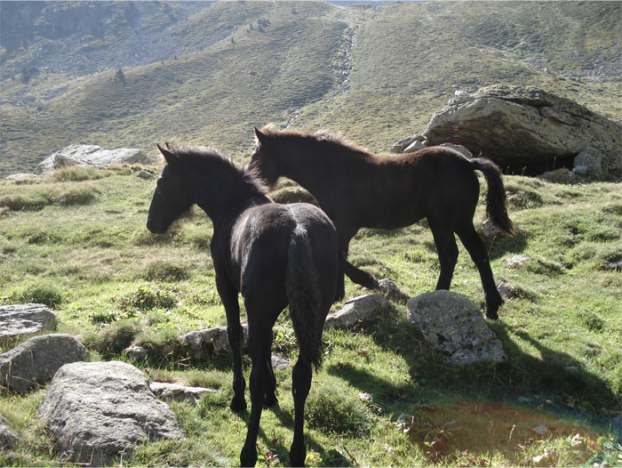 Cheval de Merens