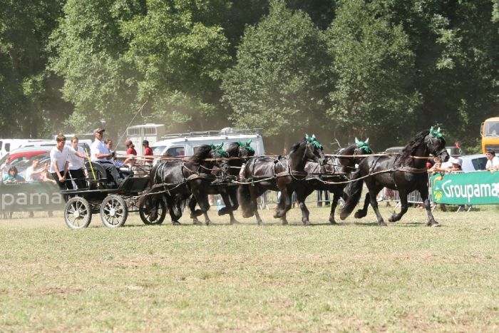 Cheval de Mérens du domaine de Sié