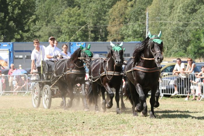 Cheval de Mérens du domaine de Sié