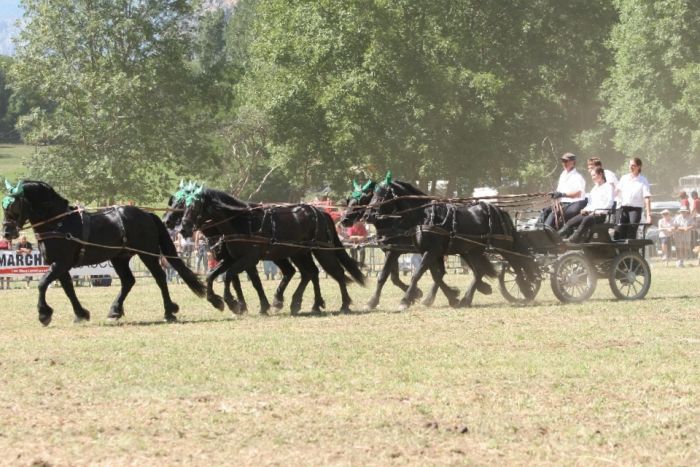 Cheval de Mérens du domaine de Sié