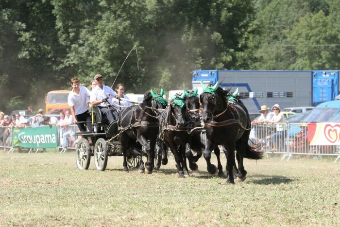 Cheval de Mérens du domaine de Sié