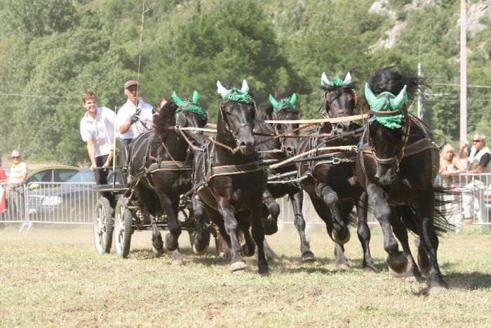 Cheval de Mérens du domaine de Sié