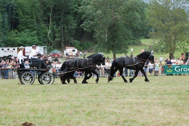 Cheval de Mérens du domaine de Sié