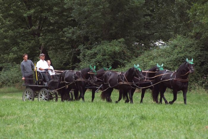 Cheval de Mérens du domaine de Sié