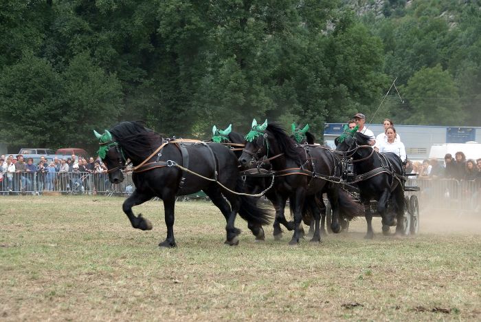 Cheval de Mérens du domaine de Sié