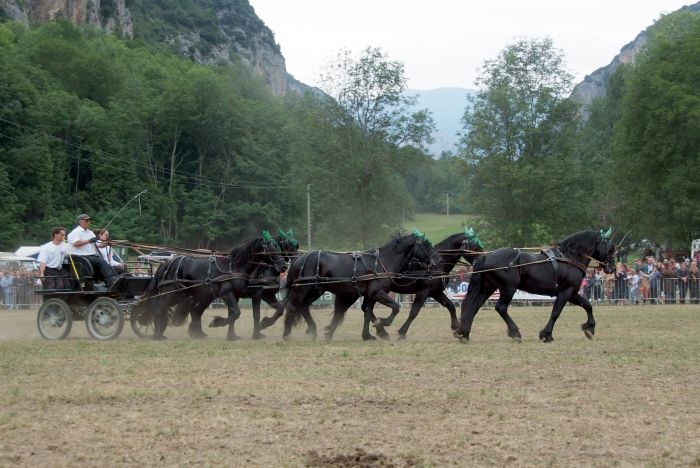 Cheval de Mérens du domaine de Sié