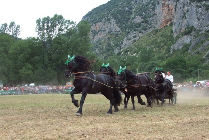 Cheval de Mérens du domaine de Sié