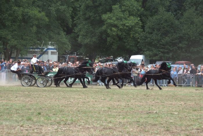 Cheval de Mérens du domaine de Sié