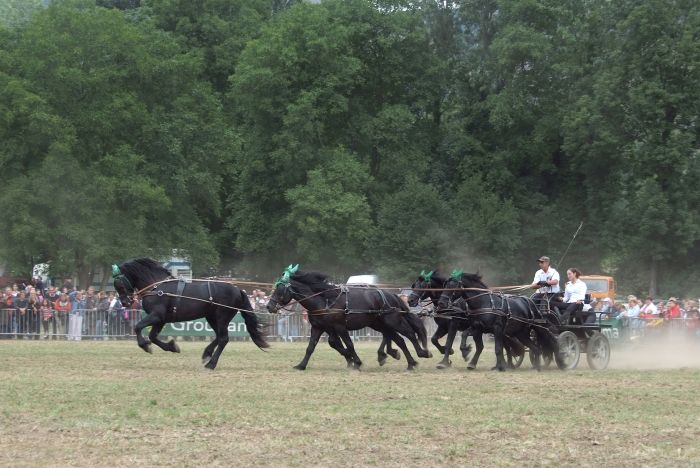 Cheval de Mérens du domaine de Sié