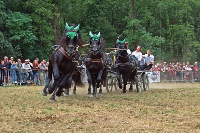 Cheval de Mérens du domaine de Sié