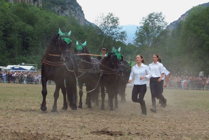 Cheval de Mérens du domaine de Sié