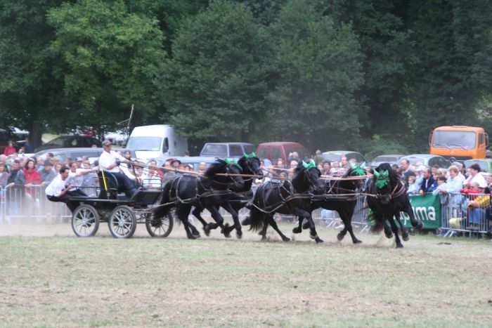 Cheval de Mérens du domaine de Sié