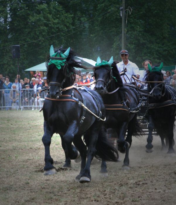 Cheval de Mérens du domaine de Sié