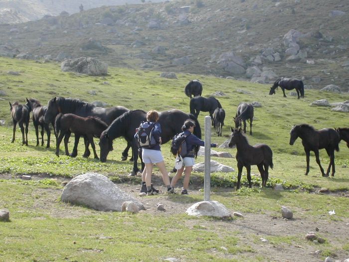 Cheval de Mérens du domaine de Sié