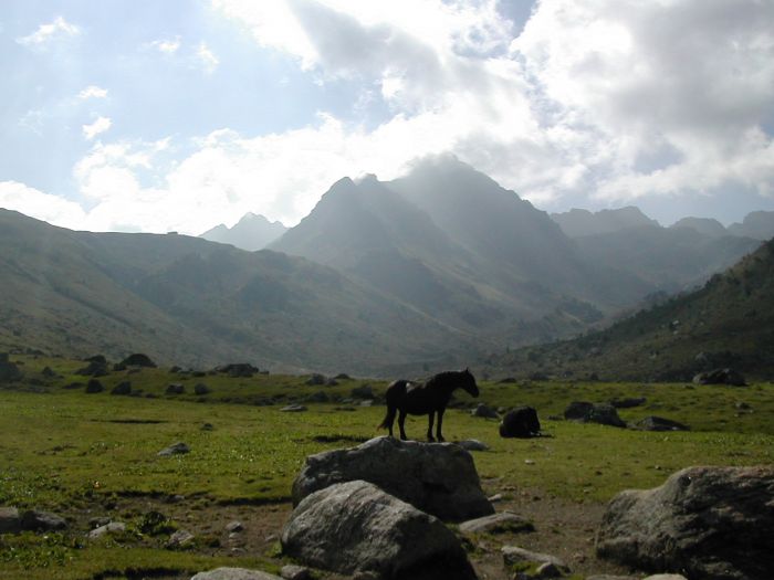 Cheval de Mérens du domaine de Sié