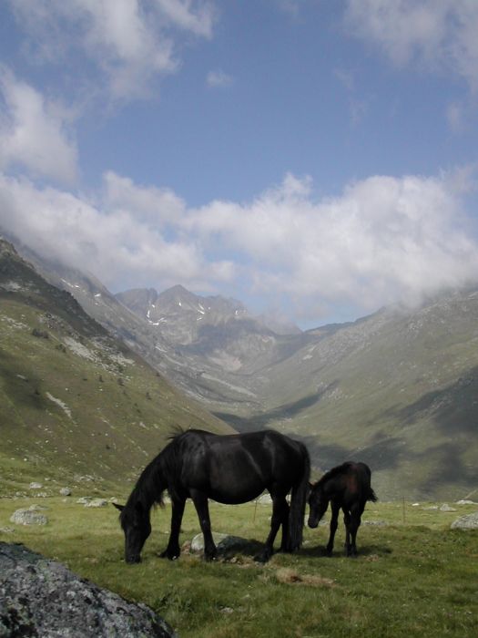 Cheval de Mérens du domaine de Sié