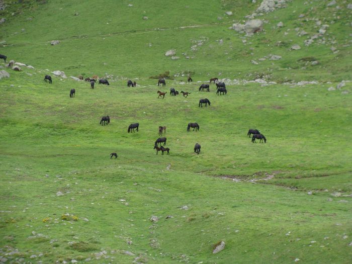 Cheval de Mérens du domaine de Sié