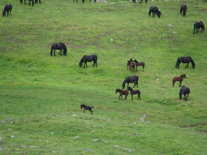 Cheval de Mérens du domaine de Sié