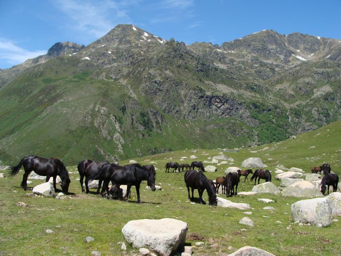 Cheval de Mérens du domaine de Sié