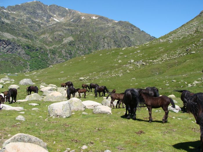 Cheval de Mérens du domaine de Sié