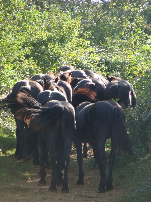 Cheval de Mérens du domaine de Sié