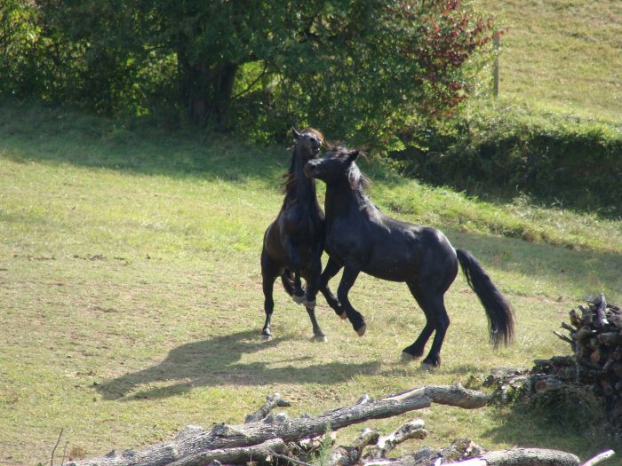 Cheval de Mérens du domaine de Sié