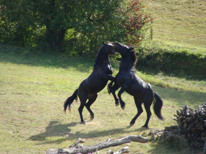 Cheval de Mérens du domaine de Sié