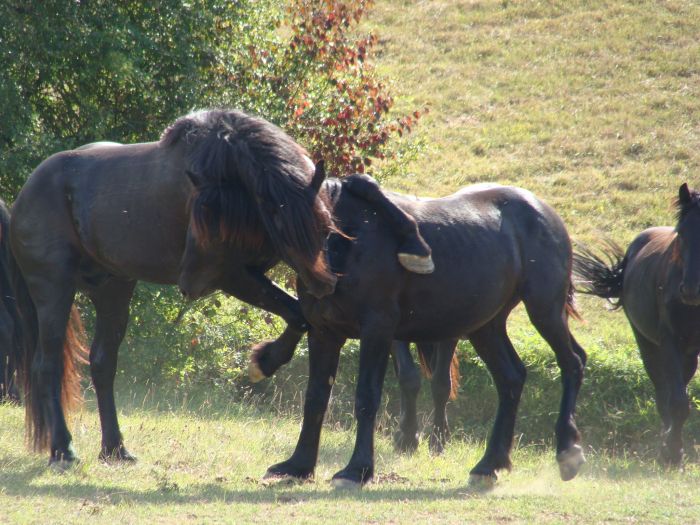 Cheval de Mérens du domaine de Sié