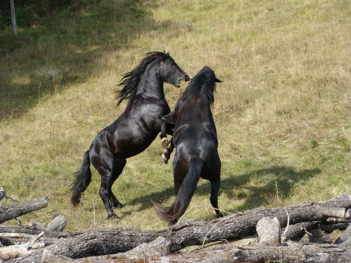 Cheval de Mérens du domaine de Sié