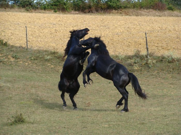 Cheval de Mérens du domaine de Sié