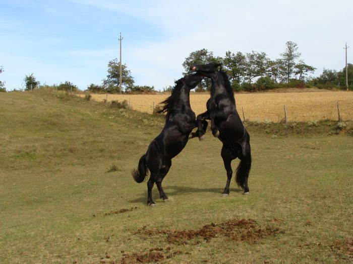 Cheval de Mérens du domaine de Sié