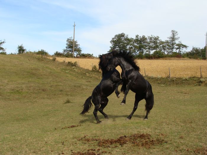 Cheval de Mérens du domaine de Sié