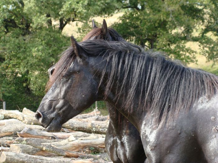 Cheval de Mérens du domaine de Sié