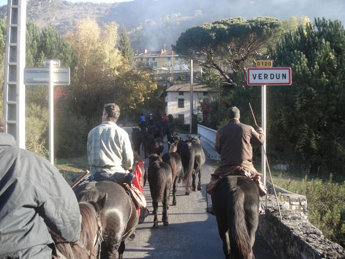 Cheval de Mérens du domaine de Sié