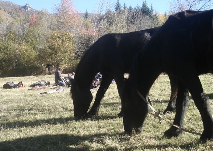 Cheval de Mérens du domaine de Sié