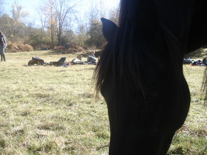 Cheval de Mérens du domaine de Sié