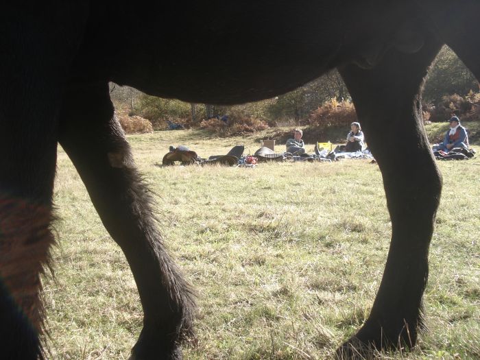 Cheval de Mérens du domaine de Sié