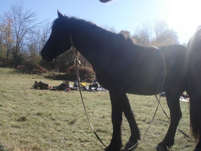 Cheval de Mérens du domaine de Sié