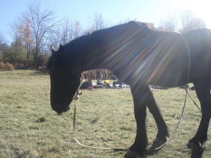 Cheval de Mérens du domaine de Sié