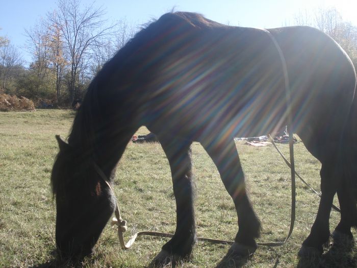 Cheval de Mérens du domaine de Sié