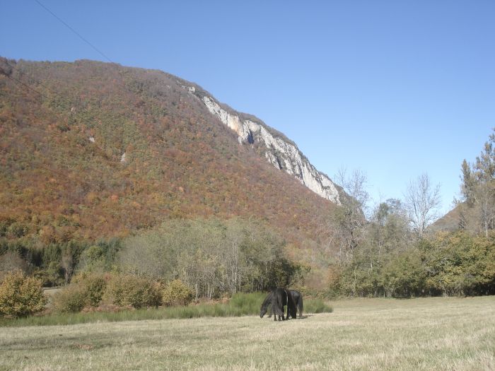 Cheval de Mérens du domaine de Sié